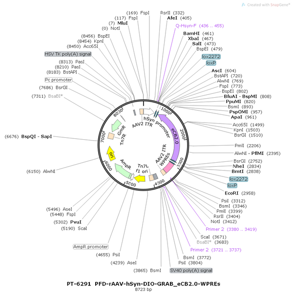 AAV-hSyn-DIO-eCB2.0 AAV Vector – Cre-dependent – hSyn promoter – BHV12400760