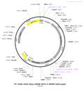 AAV-hSyn-GRAB-SST1.0 AAV Vector – Neuromodulator sensor – Constitutive – hSyn promoter – for Neuromodulator imaging – BHV12400762