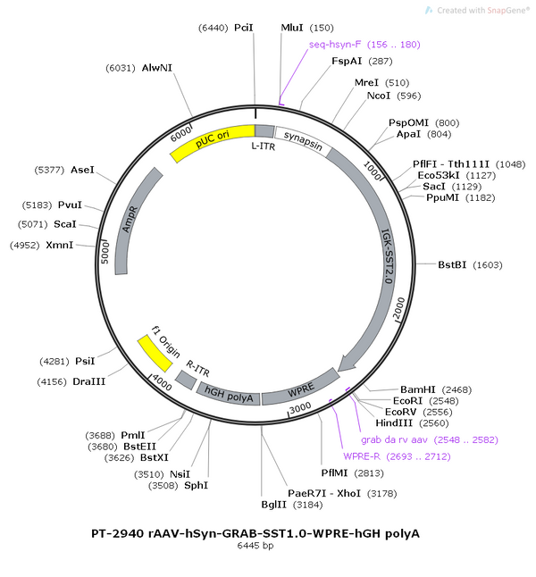 AAV-hSyn-GRAB-SST1.0 AAV Vector – Neuromodulator sensor – Constitutive – hSyn promoter – for Neuromodulator imaging – BHV12400762
