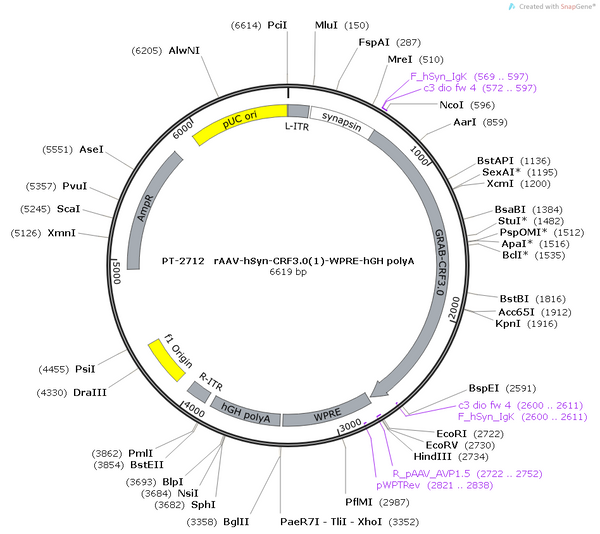 AAV-hSyn-CRF3.0(1) AAV Vector – Constitutive – hSyn promoter – BHV12400763