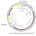 AAV-GfaABC1D-ATP1.0-GAP43 AAV Vector – Calcium indicator – Constitutive – GfaABC1D promoter – for Calcium imaging – BHV12400767