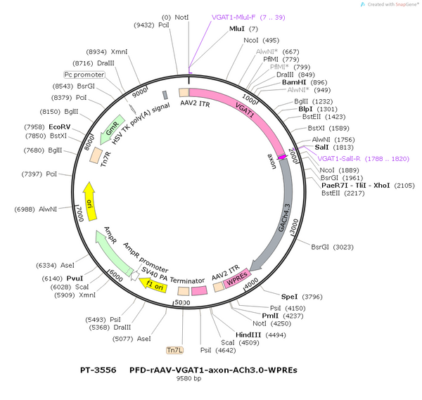 AAV-VGAT1-ACh3.0 AAV Vector – Acetylcholine sensor – Constitutive – VGAT1 promoter – for Acetylcholine imaging – BHV12400769