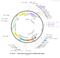 AAV-hSyn-DIO-GACh3.0 AAV Vector – Acetylcholine sensor – Cre-dependent – hSyn promoter – for Acetylcholine imaging – BHV12400770