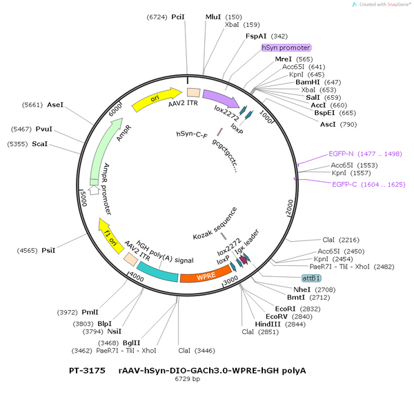AAV-hSyn-DIO-GACh3.0 AAV Vector – Acetylcholine sensor – Cre-dependent – hSyn promoter – for Acetylcholine imaging – BHV12400770