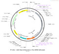 AAV-hSyn-ACh4.3-Kv2.1 AAV Vector – Acetylcholine sensor – Constitutive – hSyn promoter – for Acetylcholine imaging – BHV12400772