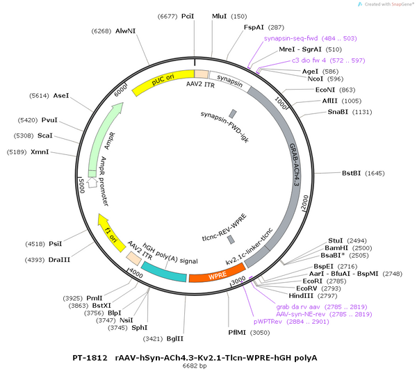 AAV-hSyn-ACh4.3-Kv2.1 AAV Vector – Acetylcholine sensor – Constitutive – hSyn promoter – for Acetylcholine imaging – BHV12400772
