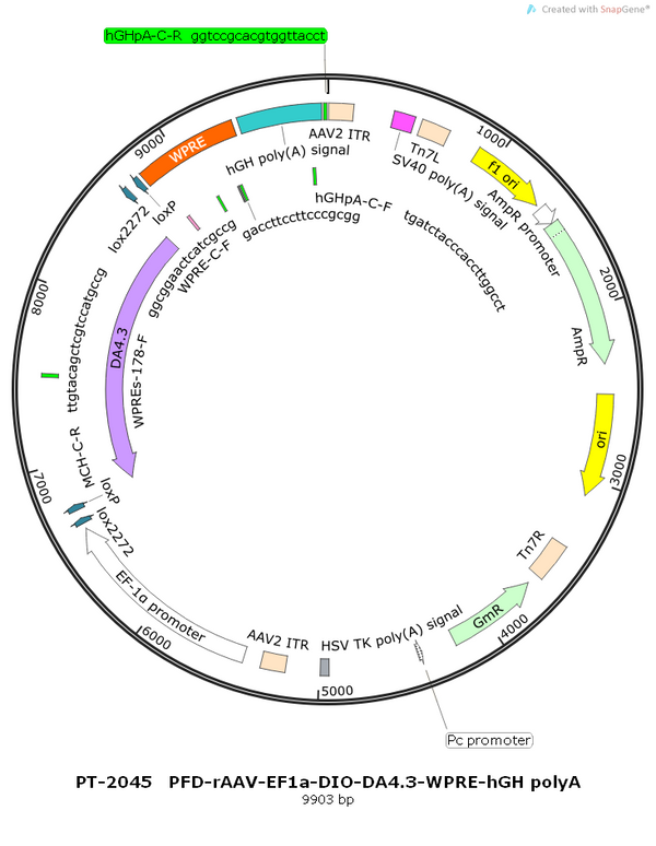 AAV-EF1α-DIO-DA4.3 AAV Vector – Dopamine sensor – Cre-dependent – EF1α promoter – for Dopamine imaging – BHV12400773