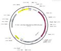 AAV-hSyn-GRAB-RDA1m AAV Vector – Dopamine sensor – Constitutive – hSyn promoter – for Dopamine imaging – BHV12400776