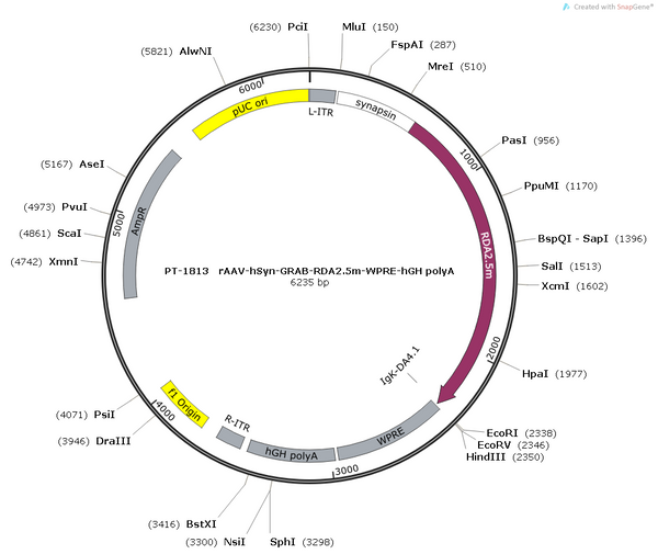AAV-hSyn-GRAB-RDA1m AAV Vector – Dopamine sensor – Constitutive – hSyn promoter – for Dopamine imaging – BHV12400776