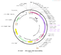 AAV-cTNT-DA1h AAV Vector – Dopamine sensor – Constitutive – cTNT promoter – for Dopamine imaging – BHV12400779