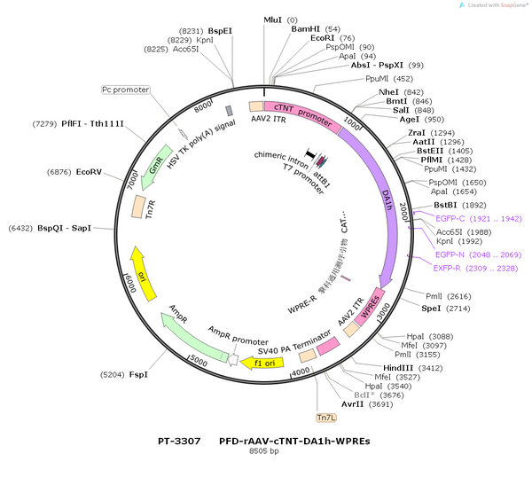 AAV-cTNT-DA1h AAV Vector – Dopamine sensor – Constitutive – cTNT promoter – for Dopamine imaging – BHV12400779