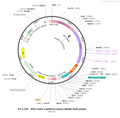 AAV-CaMKIIa-DA1h AAV Vector – Dopamine sensor – Constitutive – CaMKIIa promoter – for Dopamine imaging – BHV12400780