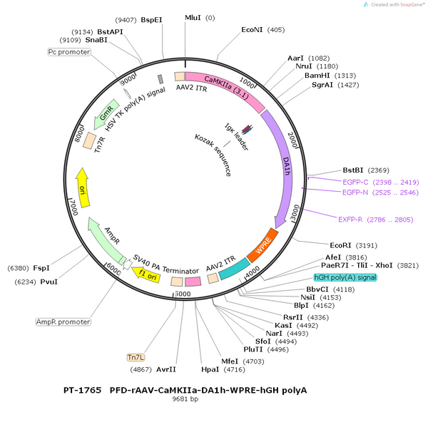 AAV-CaMKIIa-DA1h AAV Vector – Dopamine sensor – Constitutive – CaMKIIa promoter – for Dopamine imaging – BHV12400780