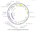 AAV-hSyn-ArcLight-Q239 AAV Vector – Constitutive – hSyn promoter – BHV12400783