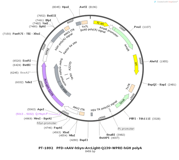 AAV-hSyn-ArcLight-Q239 AAV Vector – Constitutive – hSyn promoter – BHV12400783