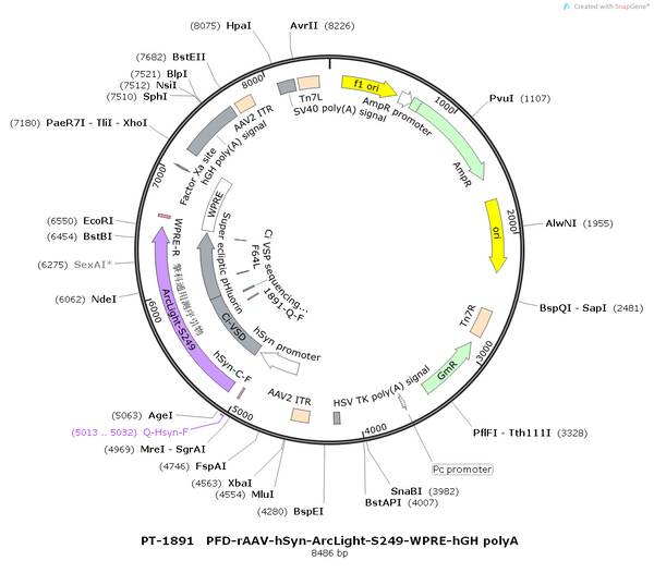 AAV-hSyn-ArcLight-S249 AAV Vector – Constitutive – hSyn promoter – BHV12400784