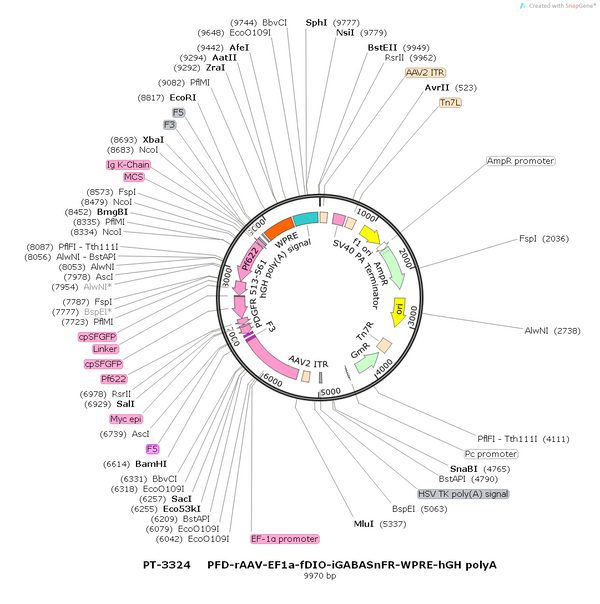 AAV-EF1α-fDIO-iGABASnFR AAV Vector – GABA sensor – Constitutive – EF1α promoter – for GABA imaging – BHV12400787