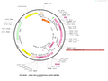 AAV-mDLx-iGABASnFR AAV Vector – GABA sensor – Constitutive – mDLx promoter – for GABA imaging – BHV12400788