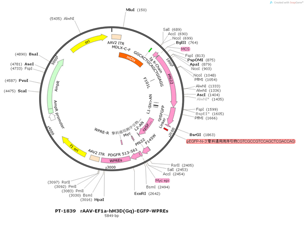 AAV-mDLx-iGABASnFR AAV Vector – GABA sensor – Constitutive – mDLx promoter – for GABA imaging – BHV12400788