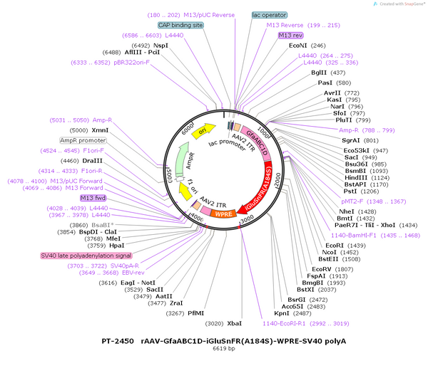 AAV-GfaABC1D-iGluSnFR(A184S) AAV Vector – Glutamate sensor – Constitutive – GfaABC1D promoter – for Glutamate imaging – BHV12400791