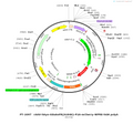 AAV-hSyn-iGluSnFR(A184S)-mCherry AAV Vector – Glutamate sensor – Constitutive – hSyn promoter – mCherry reporter – for Glutamate imaging – BHV12400792