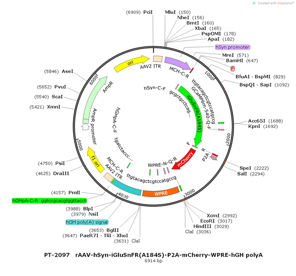 AAV-hSyn-iGluSnFR(A184S)-mCherry AAV Vector – Glutamate sensor – Constitutive – hSyn promoter – mCherry reporter – for Glutamate imaging – BHV12400792