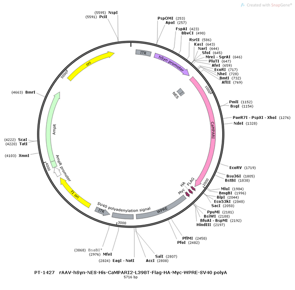 AAV-hSyn-CaMPARI2-L398T-Flag-HA-Myc AAV Vector – Norepinephrine sensor – Constitutive – hSyn promoter – for Norepinephrine imaging – BHV12400803