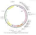 AAV-hSyn-CaMPARI2-F391W-Flag-HA-Myc AAV Vector – Norepinephrine sensor – Constitutive – hSyn promoter – for Norepinephrine imaging – BHV12400804