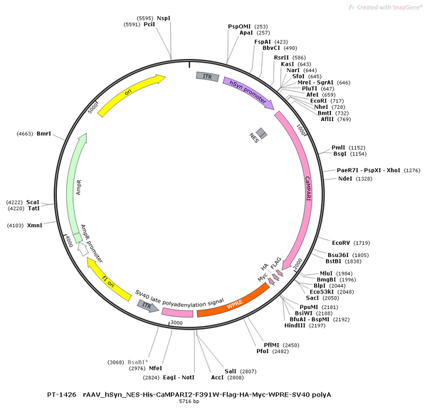 AAV-hSyn-CaMPARI2-F391W-Flag-HA-Myc AAV Vector – Norepinephrine sensor – Constitutive – hSyn promoter – for Norepinephrine imaging – BHV12400804