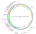 AAV-PV-GCaMP6m AAV Vector – Calcium indicator – Constitutive – PV promoter – for Calcium imaging – BHV12400807