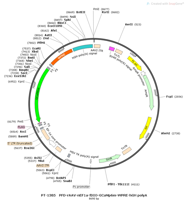 AAV-nEF1a-fDIO-GCaMP6m AAV Vector – Calcium indicator – Constitutive – nEF1a promoter – for Calcium imaging – BHV12400808