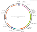 AAV-thy1-GCaMP6s AAV Vector – Calcium indicator – Constitutive – thy1 promoter – for Calcium imaging – BHV12400810