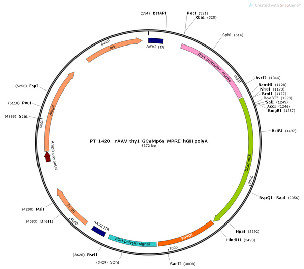 AAV-thy1-GCaMP6s AAV Vector – Calcium indicator – Constitutive – thy1 promoter – for Calcium imaging – BHV12400810