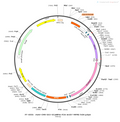 AAV-CMV-DIO-GCaMP6s AAV Vector – Optogenetic actuator (opsin) – Cre-dependent – CMV promoter – for Optogenetics – BHV12400812