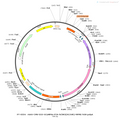 AAV-CMV-DIO-rtTA AAV Vector – Optogenetic actuator (opsin) – Cre-dependent – CMV promoter – for Optogenetics – BHV12400813