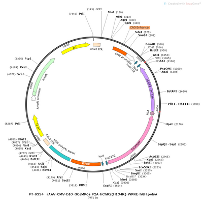 AAV-CMV-DIO-rtTA AAV Vector – Optogenetic actuator (opsin) – Cre-dependent – CMV promoter – for Optogenetics – BHV12400813