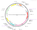 AAV-CMV-DIO-hM4D(Gi)-mCherry AAV Vector – Chemogenetic actuator (DREADD/PSAM/KORD) – Cre-dependent – CMV promoter – mCherry reporter – for Chemogenetics – BHV12400815