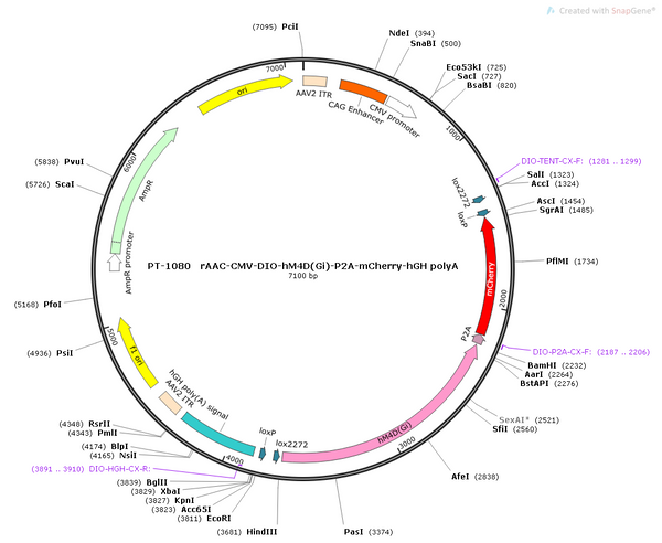 AAV-CMV-DIO-hM4D(Gi)-mCherry AAV Vector – Chemogenetic actuator (DREADD/PSAM/KORD) – Cre-dependent – CMV promoter – mCherry reporter – for Chemogenetics – BHV12400815
