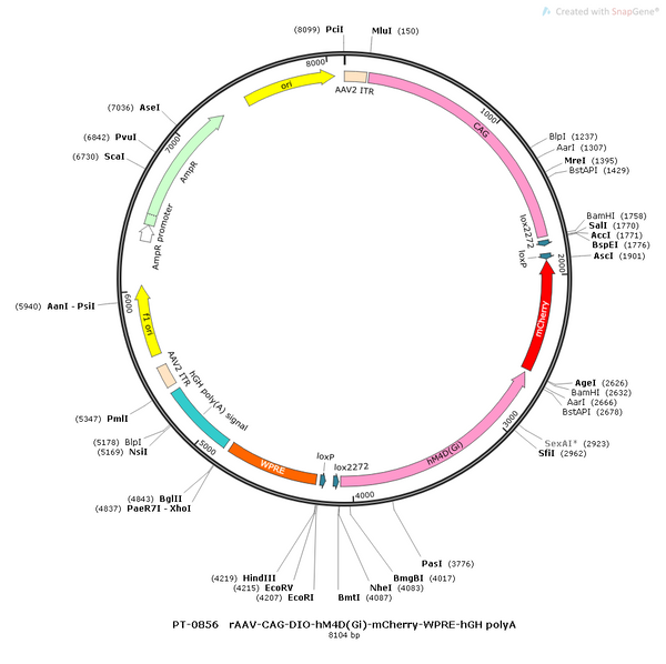 AAV-CAG-DIO-Cre-mCherry AAV Vector – Chemogenetic actuator (DREADD/PSAM/KORD) – Cre-dependent – CAG promoter – mCherry reporter – for Chemogenetics – BHV12400816