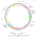 AAV-EF1α-fDIO-hM4D(Gi)-EGFP-3xFLAG AAV Vector – Chemogenetic actuator (DREADD/PSAM/KORD) – Constitutive – EF1α promoter – EGFP reporter – for Chemogenetics – BHV12400817