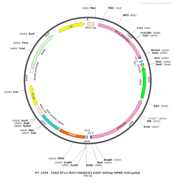 AAV-EF1α-fDIO-hM4D(Gi)-EGFP-3xFLAG AAV Vector – Chemogenetic actuator (DREADD/PSAM/KORD) – Constitutive – EF1α promoter – EGFP reporter – for Chemogenetics – BHV12400817
