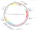 AAV-CMV-DIO-hM3D(Gq)-mCherry AAV Vector – Chemogenetic actuator (DREADD/PSAM/KORD) – Cre-dependent – CMV promoter – mCherry reporter – for Chemogenetics – BHV12400822