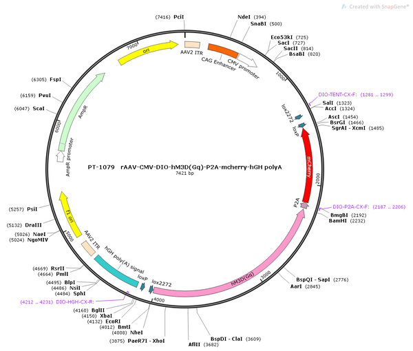AAV-CMV-DIO-hM3D(Gq)-mCherry AAV Vector – Chemogenetic actuator (DREADD/PSAM/KORD) – Cre-dependent – CMV promoter – mCherry reporter – for Chemogenetics – BHV12400822