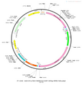 AAV-EF1α-fDIO-hM3D(Gq)-EGFP-3xFLAG AAV Vector – Chemogenetic actuator (DREADD/PSAM/KORD) – Constitutive – EF1α promoter – EGFP reporter – for Chemogenetics – BHV12400823
