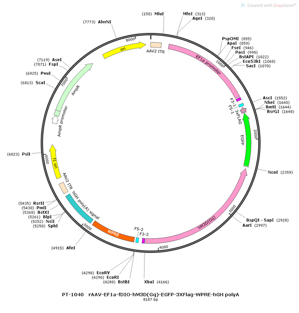 AAV-EF1α-fDIO-hM3D(Gq)-EGFP-3xFLAG AAV Vector – Chemogenetic actuator (DREADD/PSAM/KORD) – Constitutive – EF1α promoter – EGFP reporter – for Chemogenetics – BHV12400823