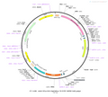 AAV-EF1α-DIO-SwiChRca-TS-EYFP AAV Vector – Fluorescent reporter – Cre-dependent – EF1α promoter – EYFP reporter – for Cell labeling / tracing – BHV12400825