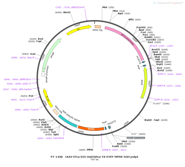 AAV-EF1α-DIO-SwiChRca-TS-EYFP AAV Vector – Fluorescent reporter – Cre-dependent – EF1α promoter – EYFP reporter – for Cell labeling / tracing – BHV12400825