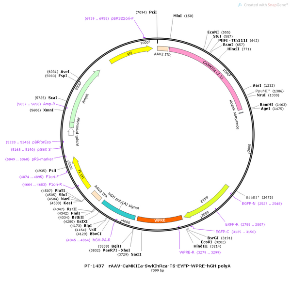AAV-CaMKIIa-SwiChRca-TS-EYFP AAV Vector – Fluorescent reporter – Constitutive – CaMKIIa promoter – EYFP reporter – for Cell labeling / tracing – BHV12400826