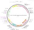 AAV-CaMKIIa-QuasAr2-mOrange AAV Vector – Fluorescent reporter – Constitutive – CaMKIIa promoter – mOrange reporter – for Cell labeling / tracing – BHV12400827