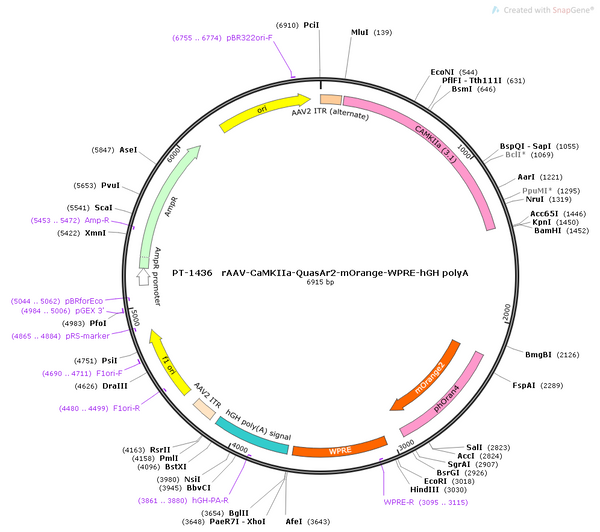 AAV-CaMKIIa-QuasAr2-mOrange AAV Vector – Fluorescent reporter – Constitutive – CaMKIIa promoter – mOrange reporter – for Cell labeling / tracing – BHV12400827